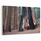 Wilderness Scenes of Sequoia – Burned Sequoia Trunk Nature Photography Art