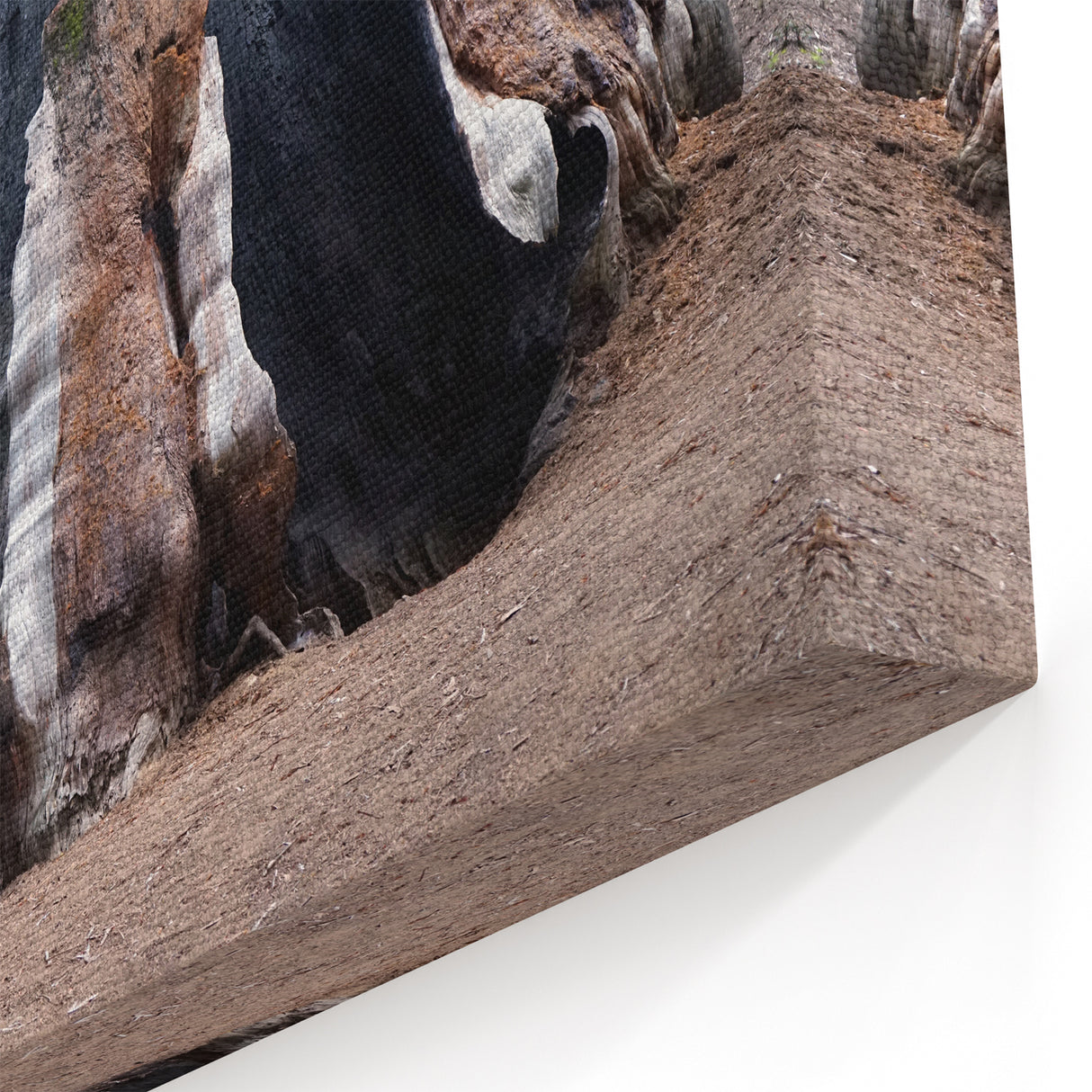 Wilderness Scenes of Sequoia – Burned Sequoia Trunk Nature Photography Art