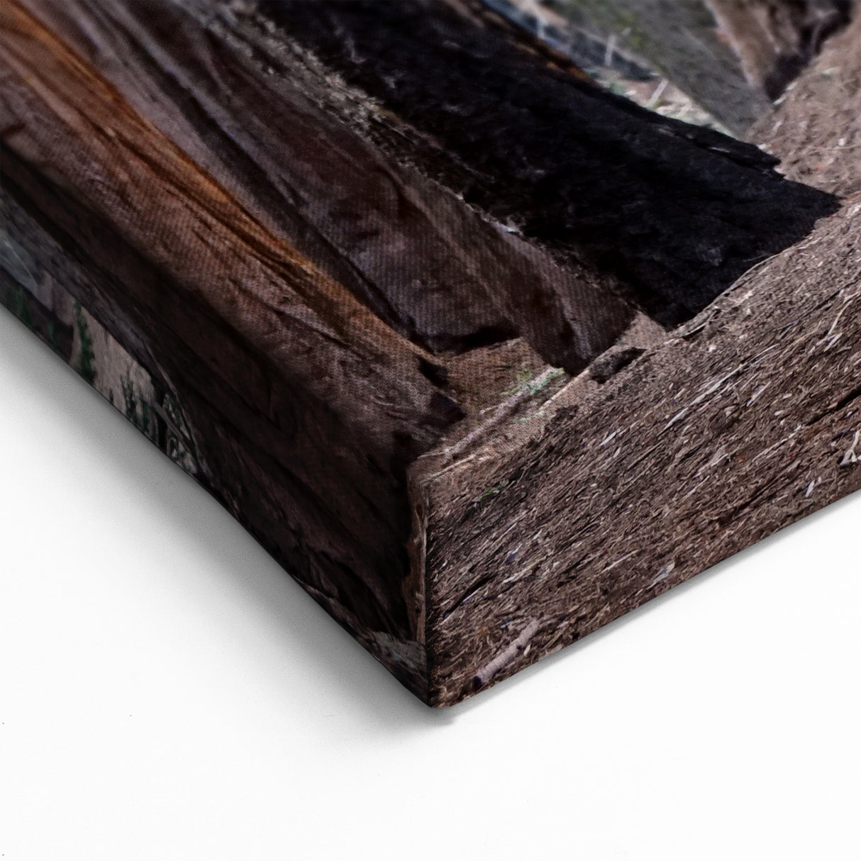 Wilderness Scenes of Sequoia – Burned Sequoia Trunk Nature Photography Art