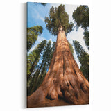 Sequoia Forest Canvas – Majestic Giant Sequoia Tree in California Print