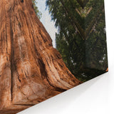 Sequoia Forest Canvas – Majestic Giant Sequoia Tree in California Print
