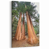 Wilderness Scenes of Sequoia – Trio of Majestic Trees Nature Canvas Art