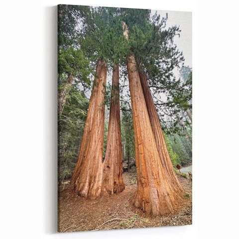 Wilderness Scenes of Sequoia – Trio of Majestic Trees Nature Canvas Art