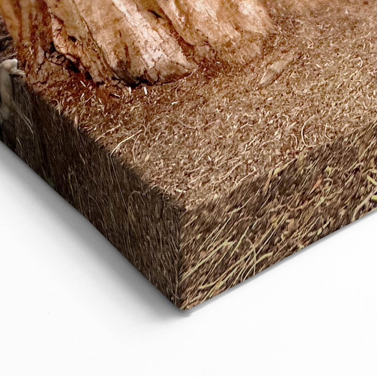 Wilderness Scenes of Sequoia – Trio of Majestic Trees Nature Canvas Art