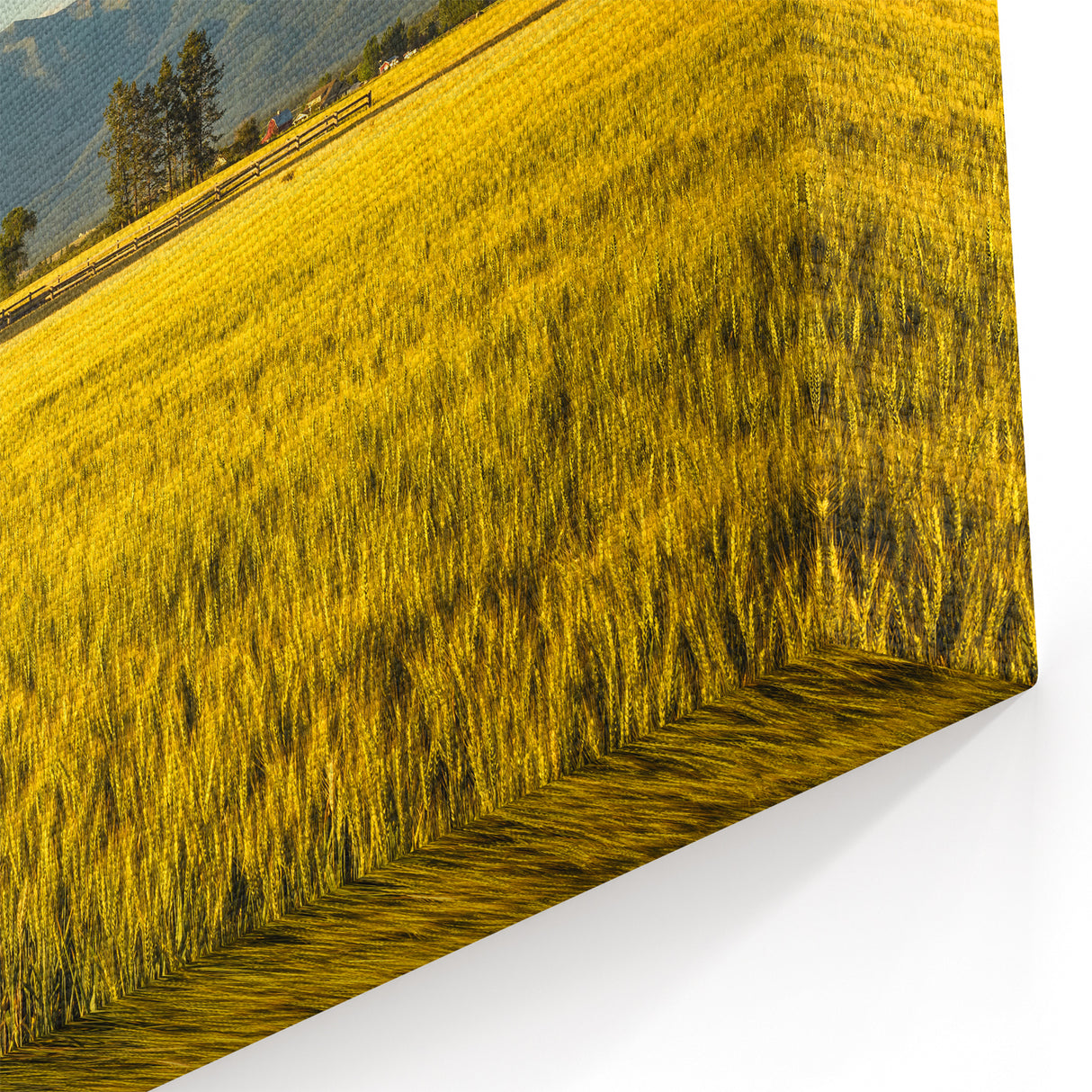 Montana Scenic Art - Golden Wheat Fields and Rustic Barn Landscape