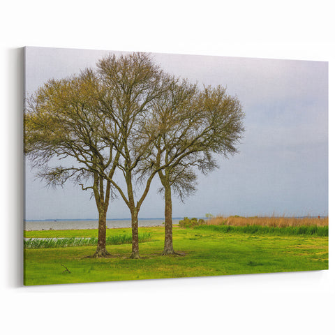 North Carolina Coastal Art – Serene Waterfront Trees Outer Banks Print