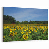 Sunny Raleigh Sunflower Field Canvas - Scenic North Carolina Wall Art