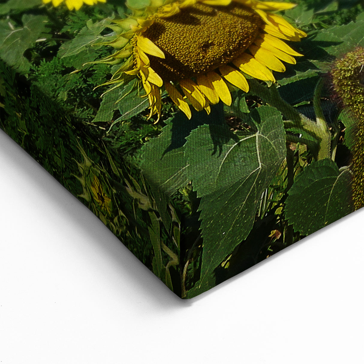 Sunny Raleigh Sunflower Field Canvas - Scenic North Carolina Wall Art