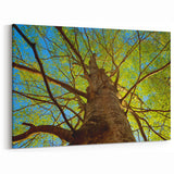 Raleigh Nature Photography - Scenic North Carolina Tree Wall Art