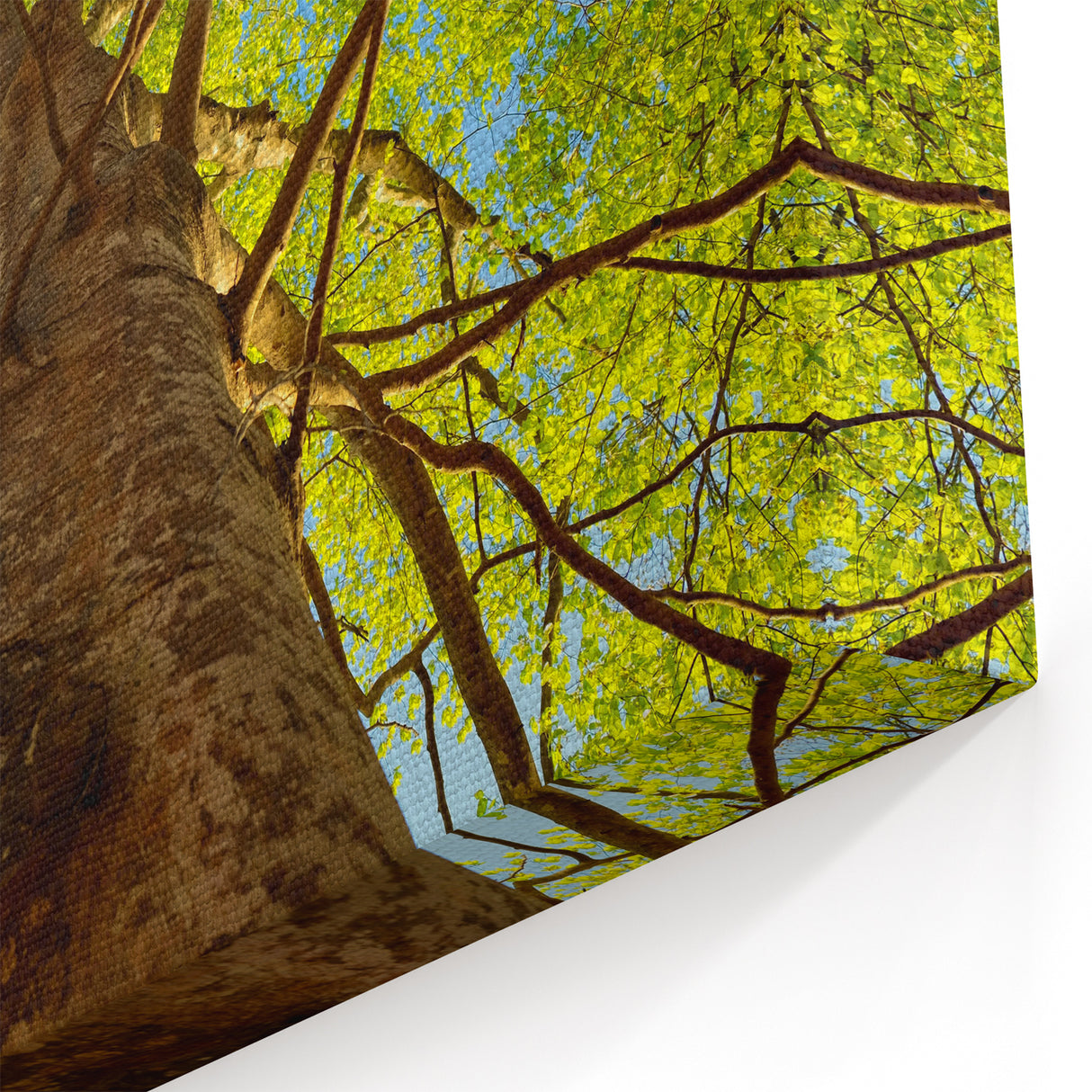 Raleigh Nature Photography - Scenic North Carolina Tree Wall Art