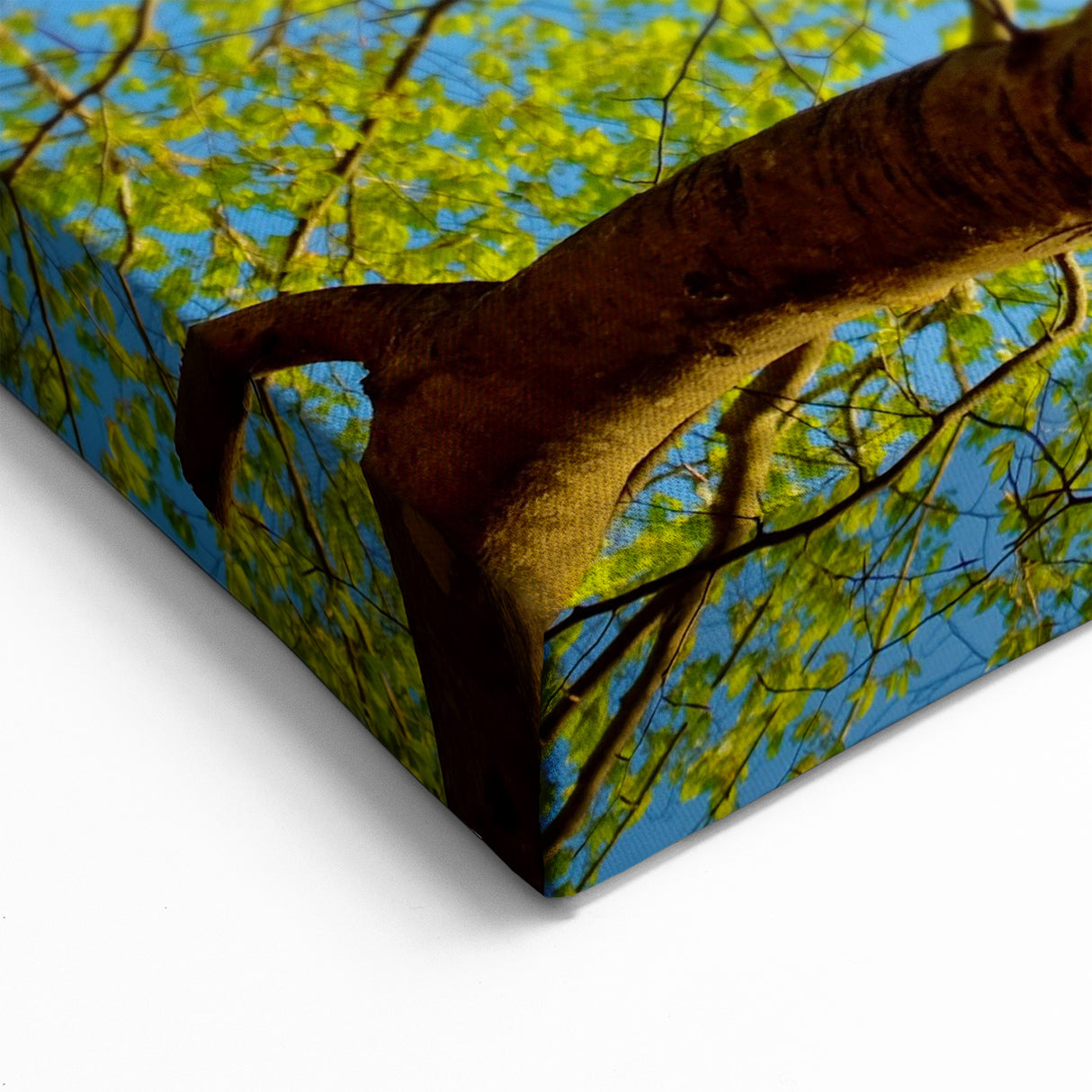 Raleigh Nature Photography - Scenic North Carolina Tree Wall Art