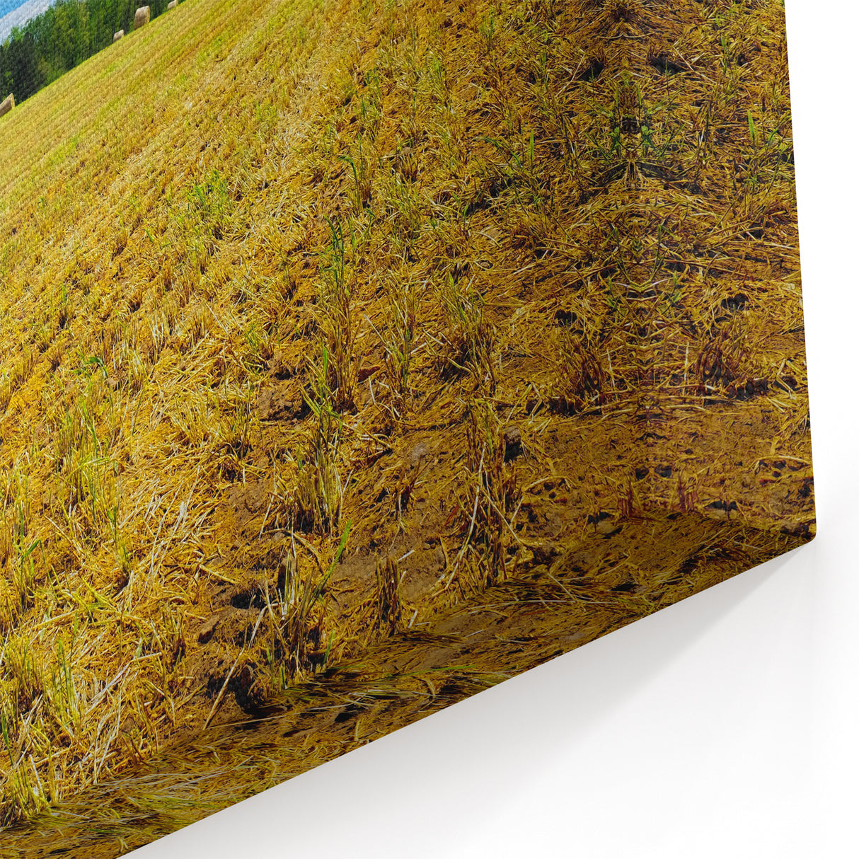Raleigh Farm Landscape Art - North Carolina Hay Bale Field Wall Art