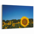 Raleigh Sunflower Field Art - Vibrant North Carolina Nature Photography
