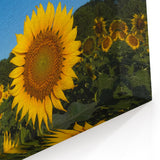 Raleigh Sunflower Field Art - Vibrant North Carolina Nature Photography