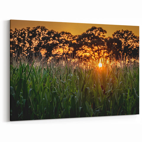 Raleigh Sunset Cornfield Art - Scenic North Carolina Rural Photography