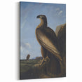 Majestic Realism Art Print – Washington Sea Eagle by Audubon