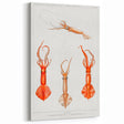 Fine Art Realism Illustration - Whiplash Squid Deep-Sea Print Canvas