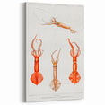 Fine Art Realism Illustration - Whiplash Squid Deep-Sea Print Canvas