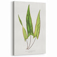 Detailed Art Realism - Doryopteris Sagittaefolia Fern Illustration Print