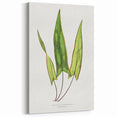 Detailed Art Realism - Doryopteris Sagittaefolia Fern Illustration Print