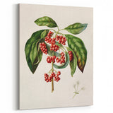 Antique Botanical Print - Coprosma australis by Sarah Featon Canvas