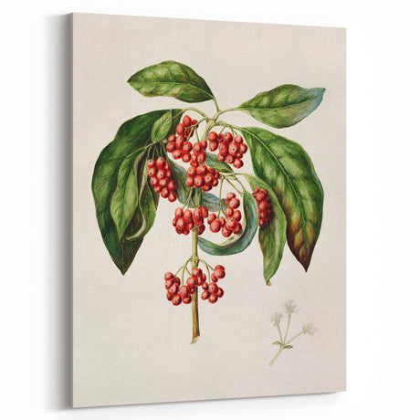 Antique Botanical Print - Coprosma australis by Sarah Featon Canvas