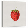 Vintage Botanical Strawberry Print | Realism Strawberry Art Illustration