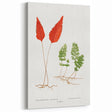 Botanical Realism Print | Hymenophyllum Ferns by Edward Joseph Lowe