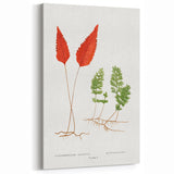 Botanical Realism Print | Hymenophyllum Ferns by Edward Joseph Lowe