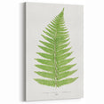 Botanical Realism Print | Aspidium Angulare Fern by Edward Joseph Lowe