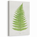 Botanical Realism Print | Aspidium Angulare Fern by Edward Joseph Lowe