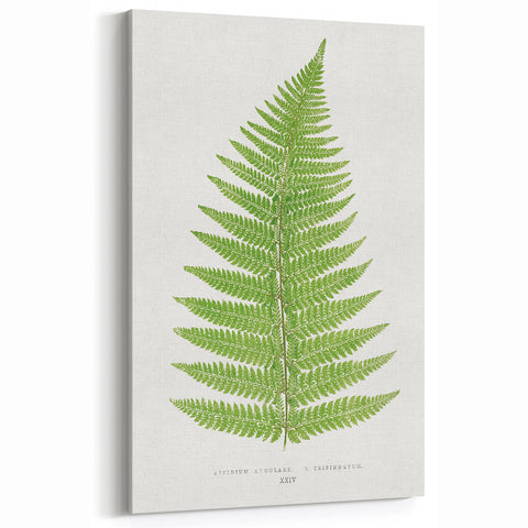 Botanical Realism Print | Aspidium Angulare Fern by Edward Joseph Lowe