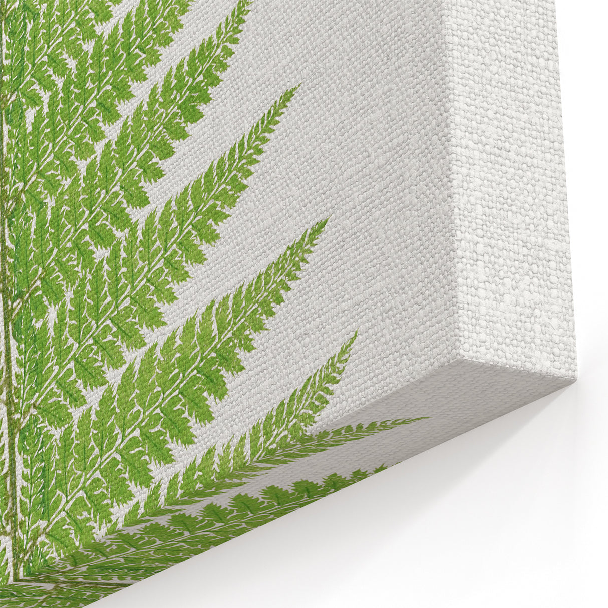 Botanical Realism Print | Aspidium Angulare Fern by Edward Joseph Lowe