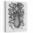 Vintage Scientific Octopus Print | Eight-Armed Cuttlefish by George Shaw