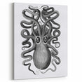 Vintage Scientific Octopus Print | Eight-Armed Cuttlefish by George Shaw