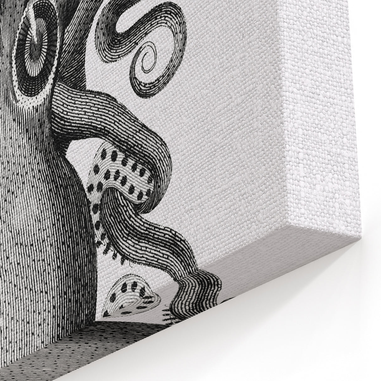 Vintage Scientific Octopus Print | Eight-Armed Cuttlefish by George Shaw