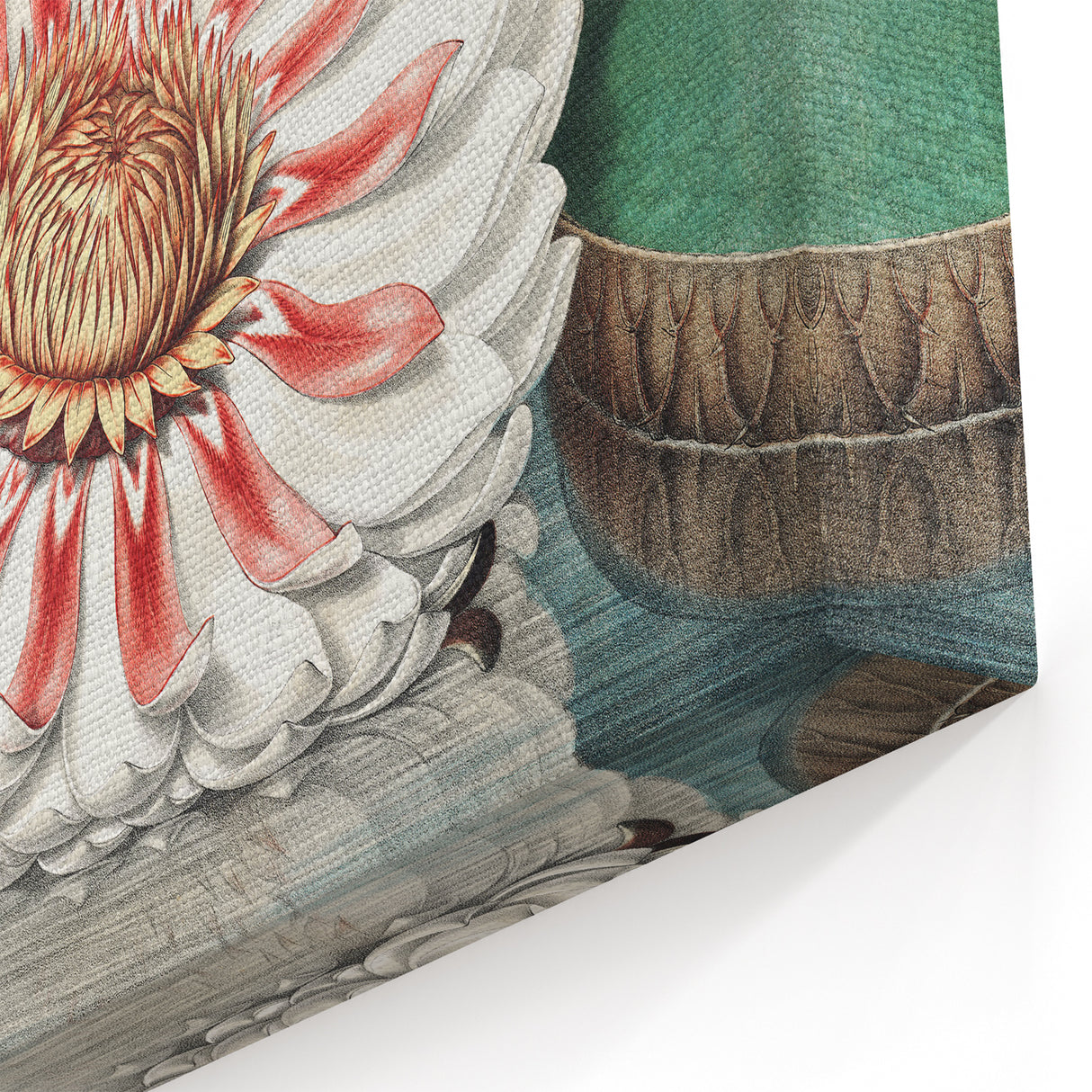 Botanical Realism Art | Great Water Lily of America by William Sharp