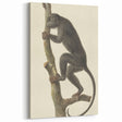 Vintage Realism Monkey Print | Zwarte Brulaap by Pieter Pietersz Barbiers