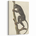 Vintage Realism Monkey Print | Zwarte Brulaap by Pieter Pietersz Barbiers