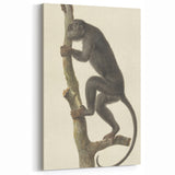 Vintage Realism Monkey Print | Zwarte Brulaap by Pieter Pietersz Barbiers