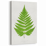 Realism Art Prints - Acrostichum Alienum Fern by Edward Joseph Lowe
