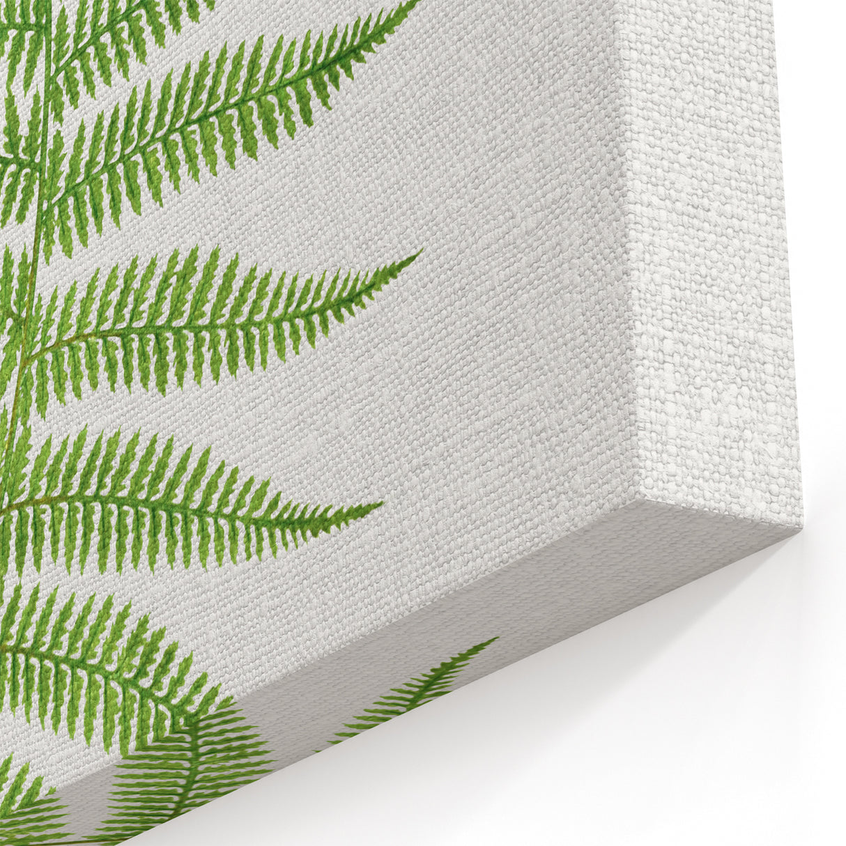 Athyrium Filix–Femina Lady Fern Print - Detailed Realism Botanical Art
