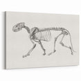 Tiger Skeleton Lateral View Realism Art Print - George Stubbs Anatomy Art
