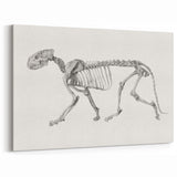 Tiger Skeleton Lateral View Realism Art Print - George Stubbs Anatomy Art