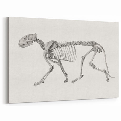 Tiger Skeleton Lateral View Realism Art Print - George Stubbs Anatomy Art