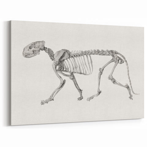 Tiger Skeleton Lateral View Realism Art Print - George Stubbs Anatomy Art