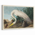 White Heron Realism Art Print - Audubon Birds of America Classic Illustration