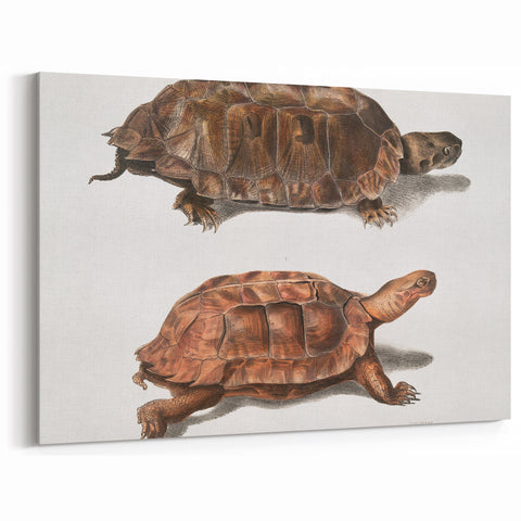 Terrapin Realism Art Print - Flat-Backed and Spinose Terrapins Zoology Art
