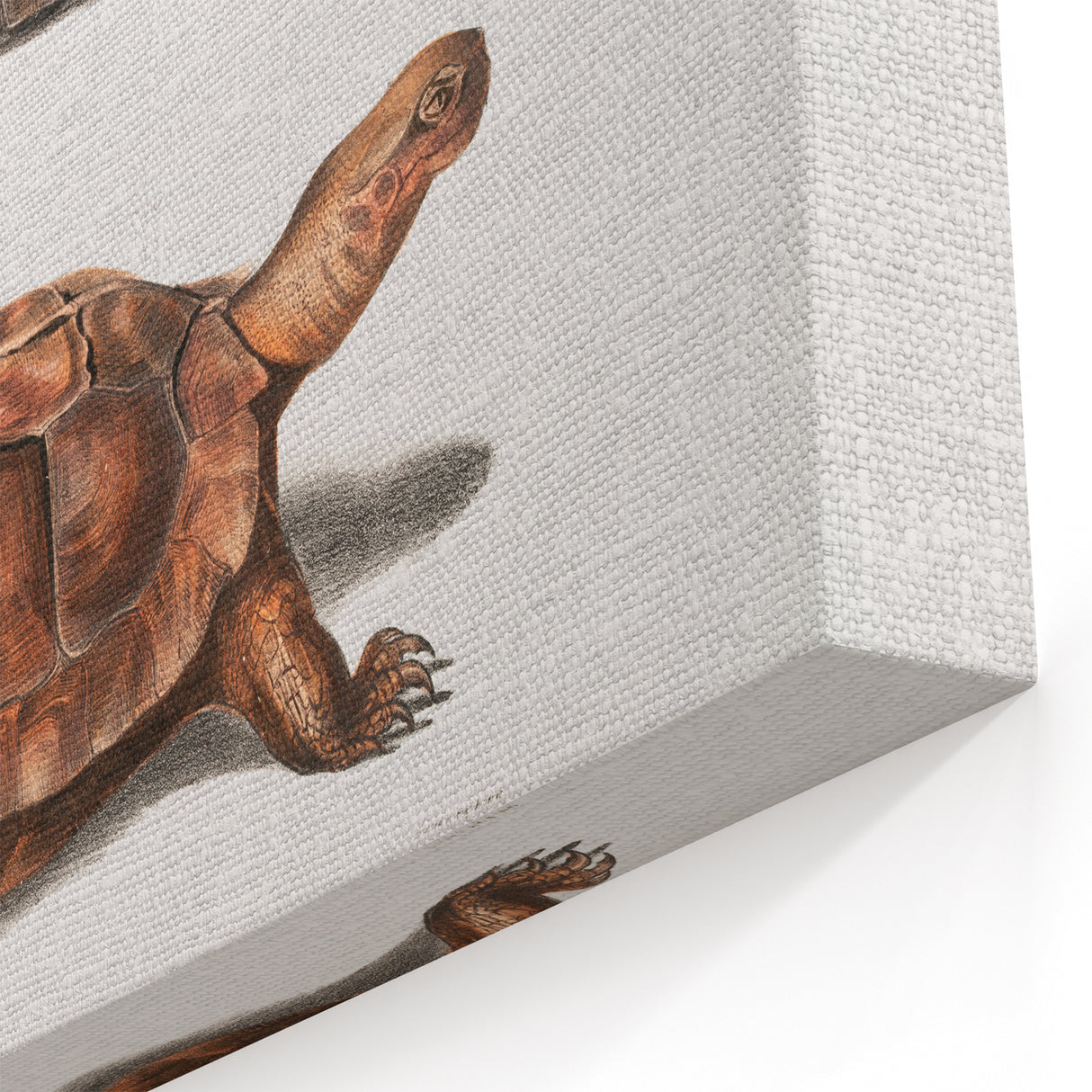 Terrapin Realism Art Print - Flat-Backed and Spinose Terrapins Zoology Art