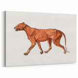 Tiger Body Lateral View Realism Art Print - George Stubbs Anatomical Study